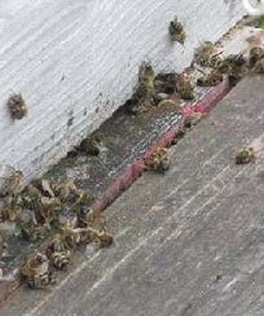 Les abeilles du couple Salerno retrouvées mortes le 29 mars. Photo Marc et Shirine SALERNO