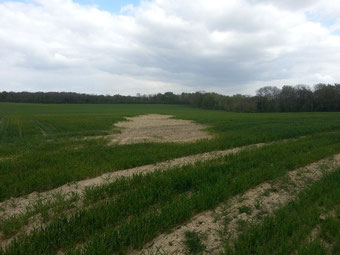 Partie contaminée du terrain (près du village d'Allemant)